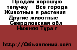 Продам хорошую телучку. - Все города Животные и растения » Другие животные   . Свердловская обл.,Нижняя Тура г.